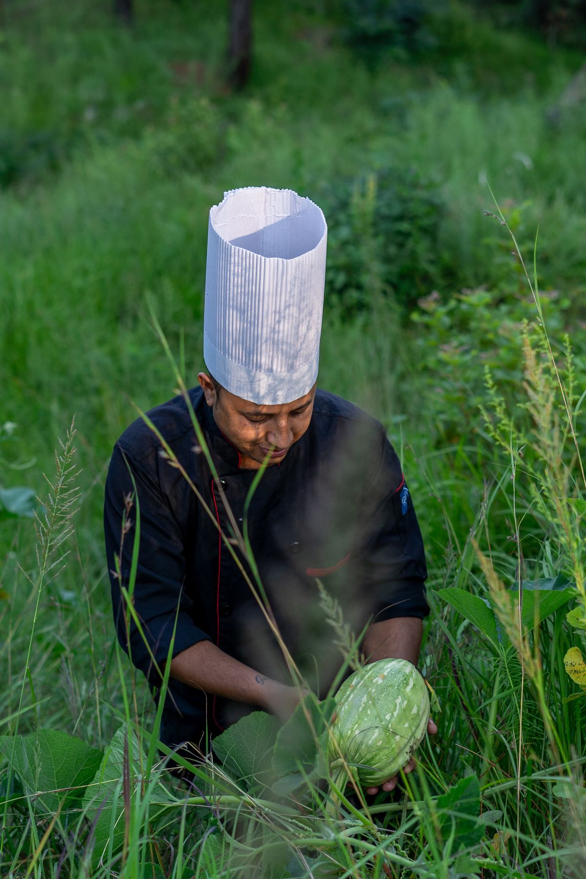 A chef harvesting fresh produce